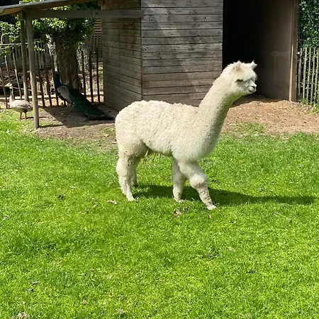 Casa de hóspedes Mmghome - à La Ferme 4*